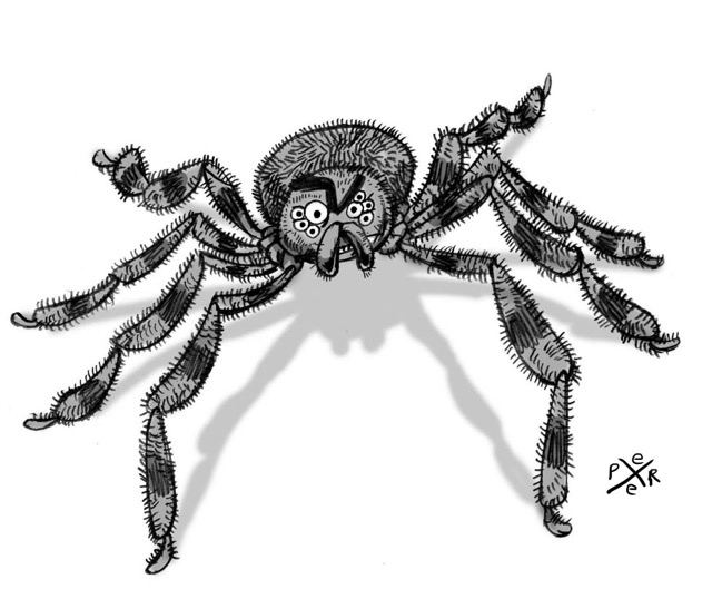 Spider!- 1.jpg