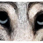 Wolf eyes